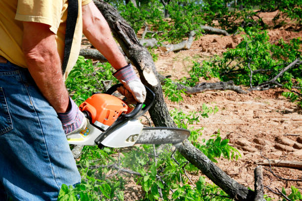 Professional Tree Removal in Seaside Heights, NJ